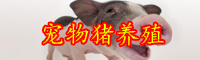云南寵物豬多少錢一只？怎么養(yǎng)？
