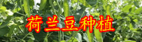 云南現(xiàn)在荷蘭豆價格多少錢一斤？種植要點有哪些？