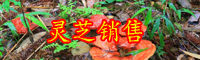 云南現(xiàn)在靈芝多少錢一斤？