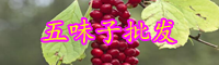 云南新鮮五味子多少錢一斤？哪些因素會影響五味子種子的價格？