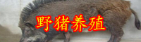云南豬肉多少錢一斤？養(yǎng)殖豬苗多少錢一頭？