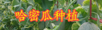云南現(xiàn)在哈密瓜價格大概多少錢一斤？吃起來味道苦是怎么回事？