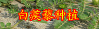 白蒺藜的別名叫什么？價格大概多少錢一斤？