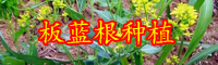 云南中藥材板藍根別名叫什么？其種子價格大概多少錢一斤？