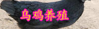 云南烏雞2019年多少錢一斤？怎么做好吃？