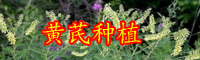 云南藥材黃芪別名叫什么？價格大概多少錢一斤？