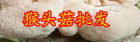 云南猴頭菇價格多少錢一斤？種植前景怎么樣？