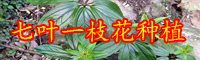 云南七葉一枝花苗價格是多少錢？要怎么栽種？