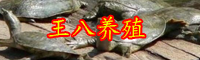 云南甲魚苗價格多少錢一只？甲魚苗怎么挑選？