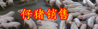 現(xiàn)在仔豬價格是多少錢一斤？怎么喂長得快？