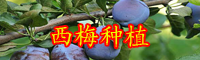 2020年云南西梅的種植前景如何？現(xiàn)在價格多少錢一斤？