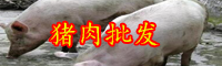 云南11月中旬生豬價格下跌！現(xiàn)在多少錢一斤？