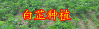 云南白芷價(jià)格多少錢一斤？它的功效和作用是什么？