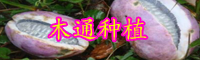 云南木通的別名叫什么？?jī)r(jià)格大概多少錢一斤？