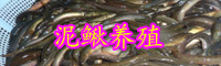 2019年云南泥鰍價(jià)格多少錢(qián)一斤？功效有哪些？