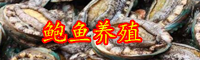 云南鮑魚賣出白菜價(jià)是啥情況？一只賣多少錢？