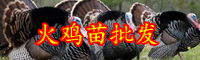 云南火雞苗多少錢(qián)一只？繁殖特點(diǎn)與配種如何把握？