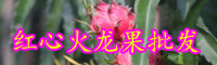 云南現(xiàn)在紅心火龍果多少錢一斤？應(yīng)該怎么挑選？