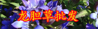 云南龍膽草多少錢一斤？2020年種植前景如何？