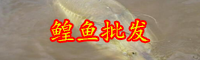 云南鰉魚多少錢一斤？和鱘魚有什么區(qū)別？