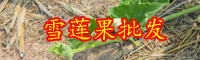 云南現(xiàn)在天山雪蓮果多少錢一斤？