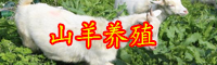 云南羊肉價(jià)格近多少錢(qián)一斤？2020年價(jià)格走勢(shì)如何？