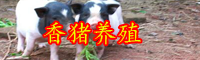 云南香豬肉多少錢(qián)一斤？2020年養(yǎng)10頭大約賺多少錢(qián)？