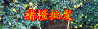 云南現在褚橙多少錢一斤？種植前景如何？