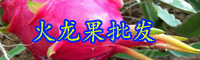 云南“長(zhǎng)壽果”火龍果一年開幾次花？結(jié)幾次果？
