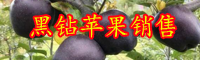 云南這種“黑鉆蘋(píng)果”一棵能結(jié)20斤的果子，易種好養(yǎng)活，可別錯(cuò)過(guò)了！