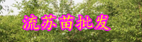 云南落葉喬木流蘇苗長(zhǎng)什么樣？一般多少錢(qián)一棵？
