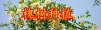云南綠化用槐樹苗長什么樣？一般多少錢一棵？