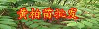 云南蕓香科植物黃柏苗長(zhǎng)什么樣？通常多少錢(qián)一棵？