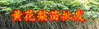 云南名貴的黃花梨苗長(zhǎng)什么樣？通常多少錢(qián)一棵？