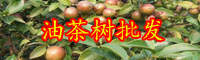 云南油茶樹(shù)苗多少錢(qián)一棵?種植1畝油茶收益多少錢(qián)?