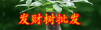 云南發(fā)財樹多少錢一棵？有哪些種類？