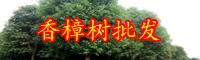 云南香樟樹苗批發(fā)多少錢一棵？種植前景怎么樣？