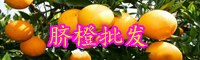 云南臍橙苗多少錢一棵？什么時(shí)候種植？