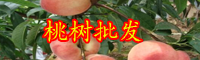 云南一般桃樹苗多少錢一棵？什么品種好？