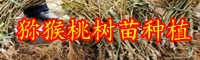 云南獼猴桃樹(shù)苗多少錢(qián)一棵？一般種植幾年可以掛果？