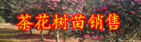 云南茶花樹(shù)苗多少錢(qián)一棵？一般什么時(shí)候開(kāi)花？