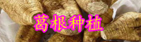 云南葛根種苗價(jià)格多少錢(qián)一棵？怎樣種植？