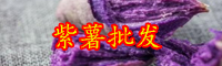 云南紫薯種苗價(jià)格多少錢(qián)一棵？什么時(shí)候種植？