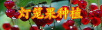 云南燈籠果苗多少錢一棵？如何種植？
