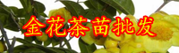 云南金花茶苗多少錢一棵？金花茶怎么泡？