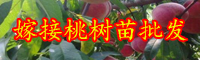 云南桃樹苗嫁接好不好？多少錢一棵？