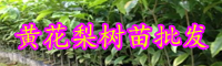 云南黃花梨目前市場(chǎng)價(jià)格多少錢(qián)一斤？現(xiàn)在黃花梨樹(shù)苗多少錢(qián)一棵？