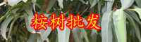 云南桉樹(shù)有毒嗎？苗價(jià)格多少錢(qián)一棵？
