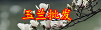 云南木蘭科紫玉蘭一般在什么季節(jié)開花？
