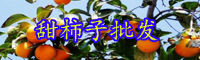 云南甜柿子樹苗價格多少錢一株？